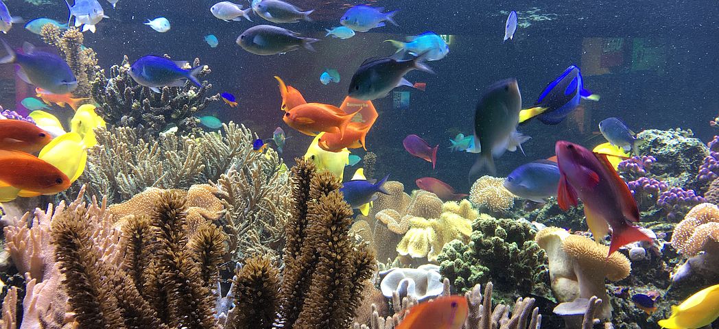 Besatz von Fischen für jedes Aquarium