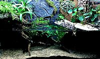 Aquaterrarium mit Schildkröte