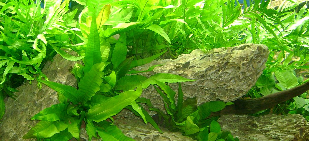 Aquarium Pflanzen Wartung Pflege