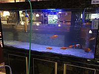 Aquarium Reinigung