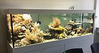 Gorgonien Riff Aquarium