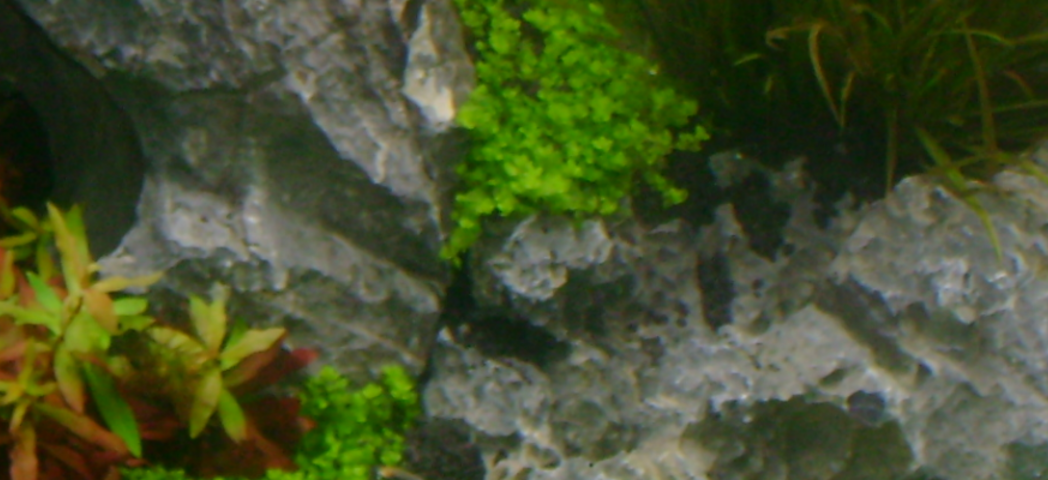 Aquarium Wartung Reinigung, Instandhaltung Planung & Bau, auch Teiche