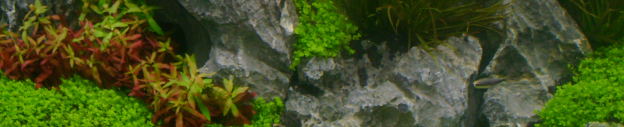 Aquarium Wartung Reinigung, Instandhaltung Planung & Bau, auch Teiche
