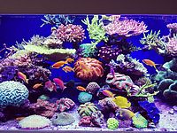SPS / LPS Korallen Riff Aquarium