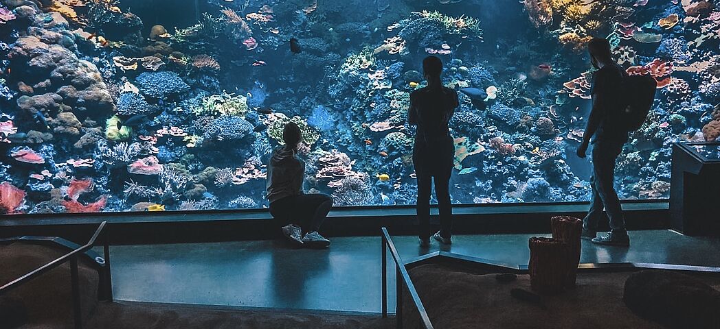 Großaquarium Großbecken Wartung Reinigung