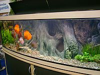 Diskus Aquarium - Becken