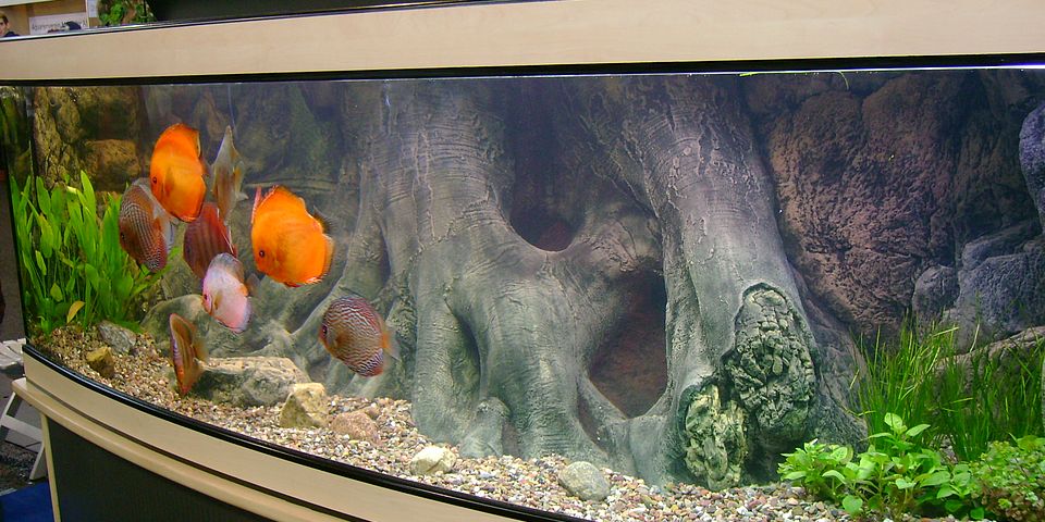 Aquarium Fischbesatz