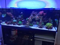 LPS Korallen Riff Aquarium