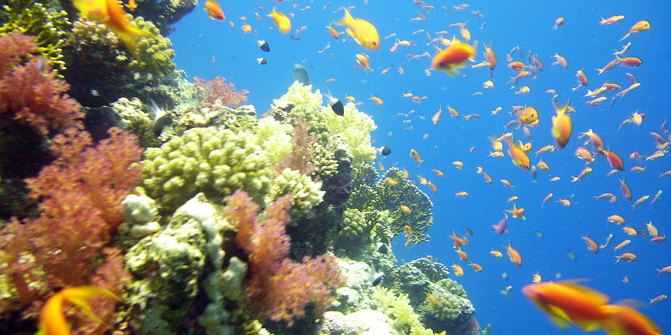 Meerwasser Aquarium Referenzen