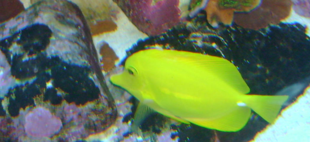 Aquarium Wartung Reinigung, Instandhaltung Planung & Bau, auch Teiche