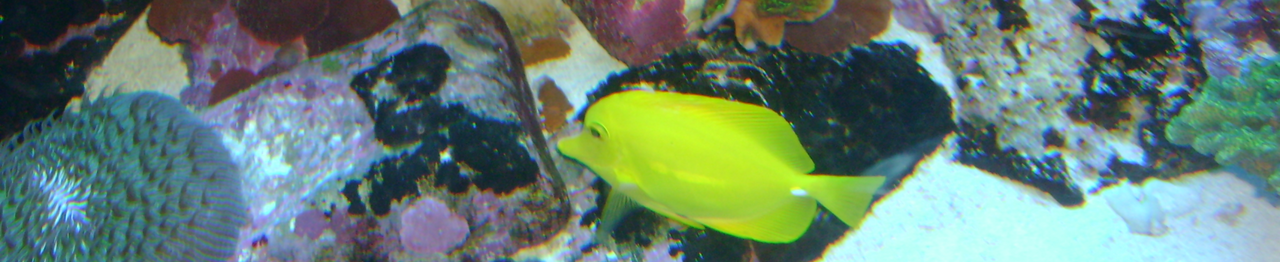 Aquarium Wartung Reinigung, Instandhaltung Planung & Bau, auch Teiche