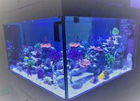 Meerwasserwürfel Becken Aquarium
