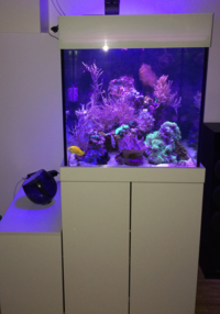 Nano Riff Meerwasser Aquarium