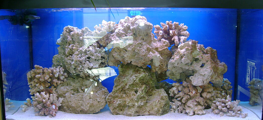 Aquarium Wartung