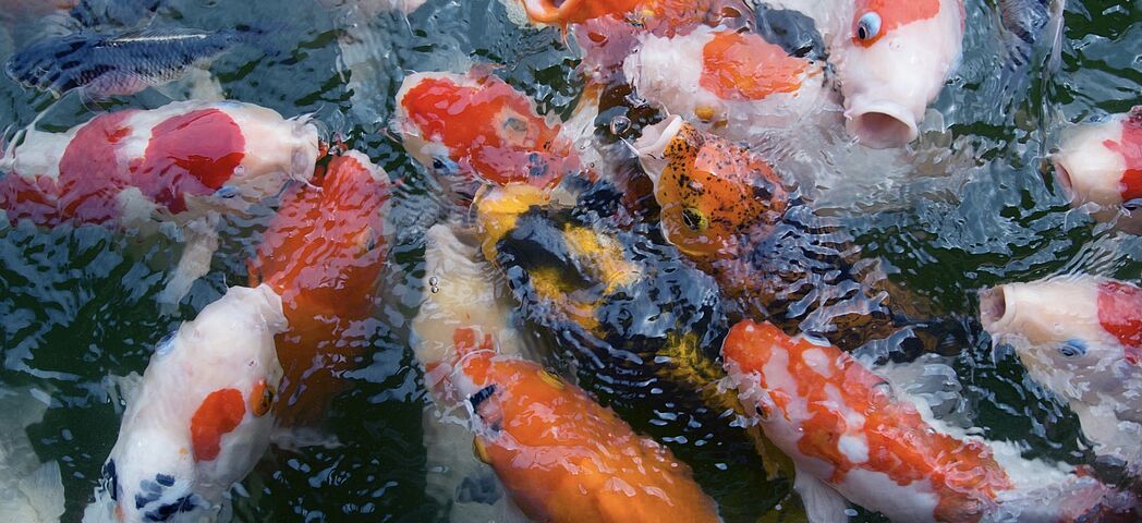 Teichfische, der Richtige Besatz, von Goldfisch bis Koi-Karpfen