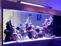 Raumteiler Meerwasser Aquarium