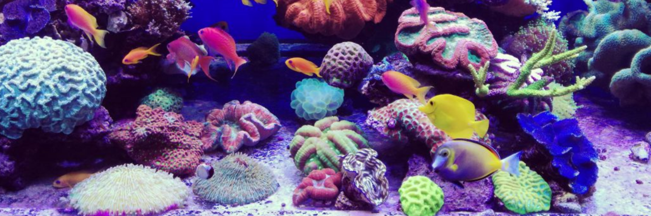 Aquarium Wartung Reinigung, Instandhaltung Planung & Bau, auch Teiche
