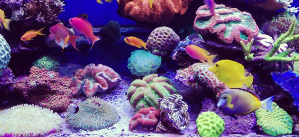 Aquarium Wartung Reinigung, Instandhaltung Planung & Bau, auch Teiche
