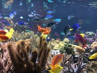 Meerwasser Aquarium Wartung Reinigung Pflege