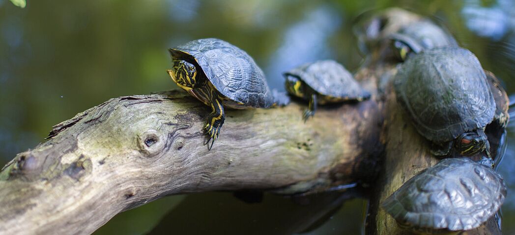 Aquaterrarium Besatz, Pflanzen, Tiere, Steine Hölzer