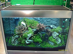 Vaterstetten: Professionelle Aquarium Wartung Instandhaltung Reinigung