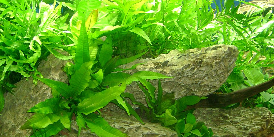 Aquarium Pflanzen Wartung Pflege