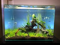 Nano Becken - Aquarium mit Bodendecker