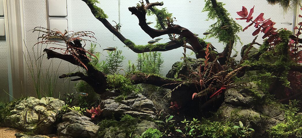 Aquascape