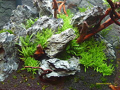 Petershausen: Professionelle Aquarium Wartung Instandhaltung Reinigung