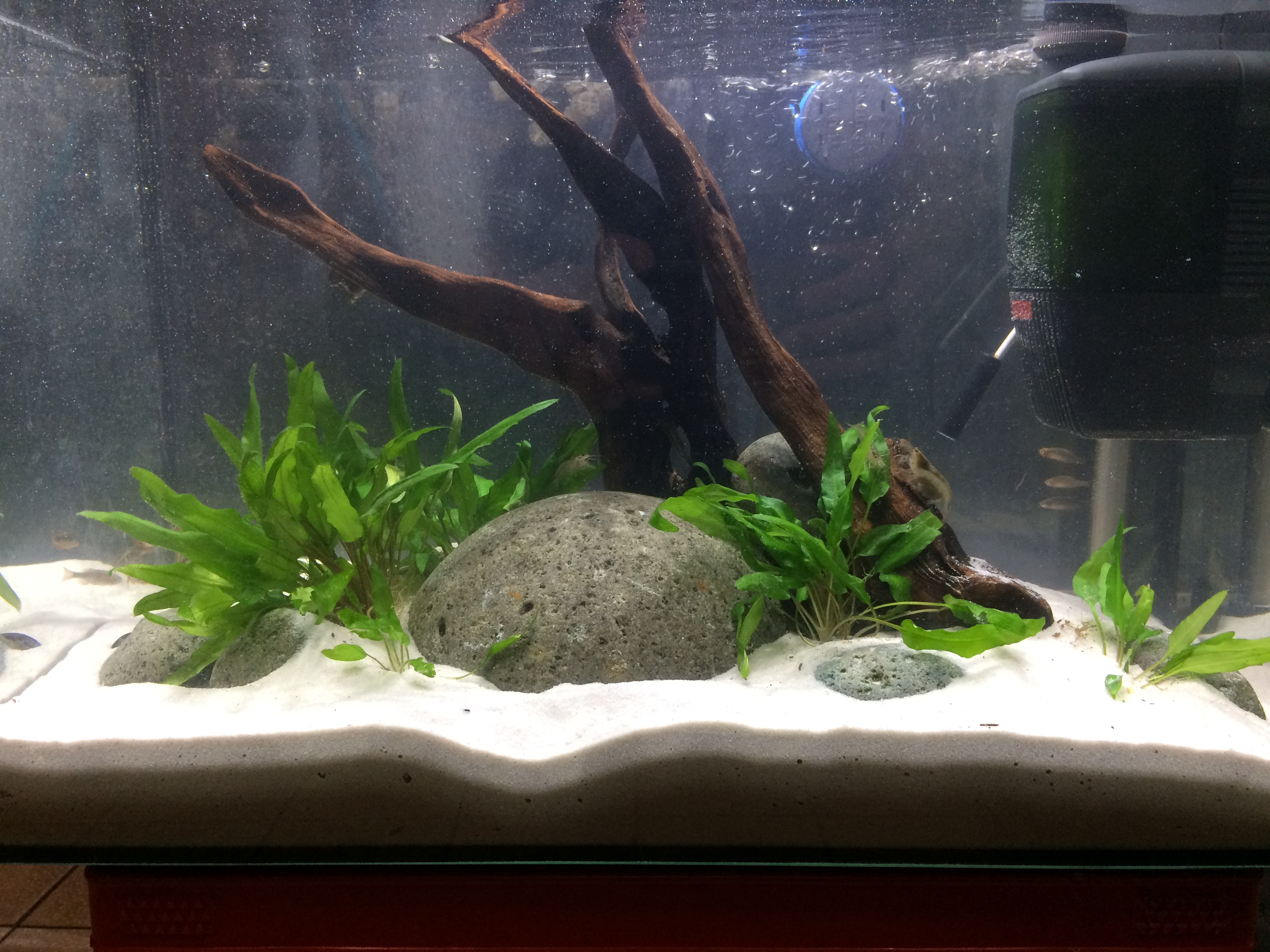 Süßwasser Aquarien