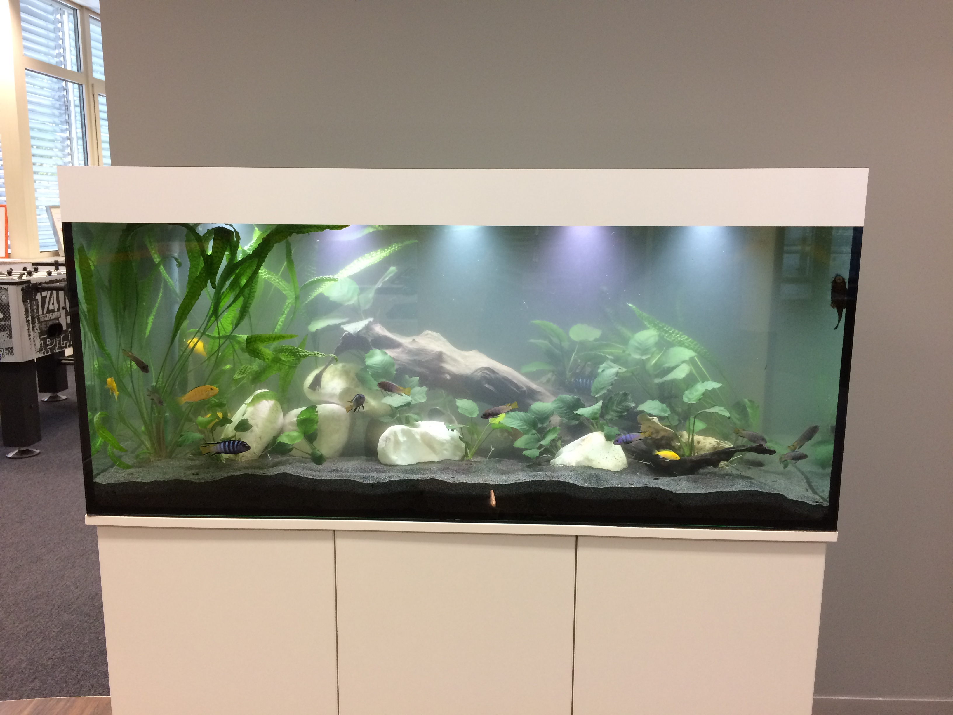 Süßwasser Aquarien