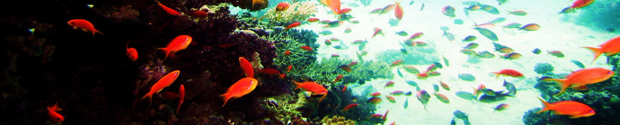 Meerwasser Aquarium Referenzen